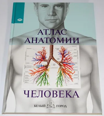 Большой атлас анатомии человека. Перевод Махияновой Евгении - «Книга,  которая должна быть в каждом доме» | отзывы