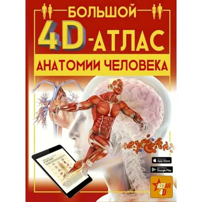 Иллюстрация 13 из 38 для Популярный атлас анатомии человека - Палычева,  Лазарев | Лабиринт - книги. Источник: Колосова