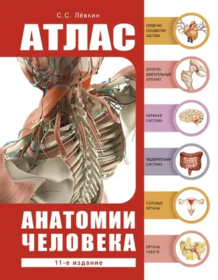 Атлас анатомии человека. Atlas of Human Anatomy. 7-е издание. Неттер Ф. -  купить с доставкой в Бишкеке -  - товары для Вашей семьи