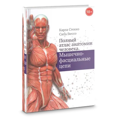 Большой атлас анатомии человека / Махиянова Е.Б. (мягк.) – BiblioNas