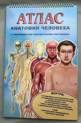 Книга "Атлас анатомии человека. 2-е издание" - купить книгу в  интернет-магазине «Москва» ISBN: 978-5-386-01747-7, 486699