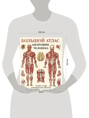 Атлас анатомии человека. Учебное пособие. В 4 томах. Том 1, , Новая Волна  купить книгу 978-5-7864-0334-4 – Лавка Бабуин, Киев, Украина