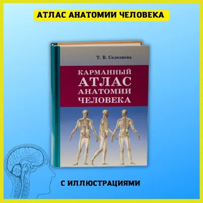 Карманный атлас анатомии человека | Селезнева Татьяна Владимировна - купить  с доставкой по выгодным ценам в интернет-магазине OZON (249824885)