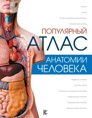 Атлас анатомии человека – Книжный интернет-магазин  Polaris