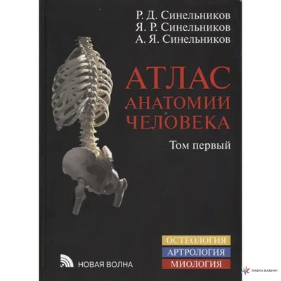 С. Скляр. Атлас анатомии человека. Схемы, рисунки, фотографии · Мир Мудрости