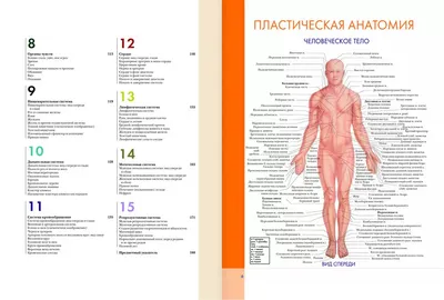 Книга Анатомия человека. Современный атлас с подробными иллюстрациями  (Билич Габриэль Лазаревич, Зигалова Елена Юрьевна, Эксмо, ISBN  978-5-04-119701-8) - купить в магазине Чакона