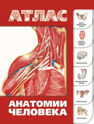 Атлас анатомии человека. В 4-х томах. Том 1. Учение о костях, соединениях  костей и мышцах — купить книги на русском языке в DomKnigi в Европе