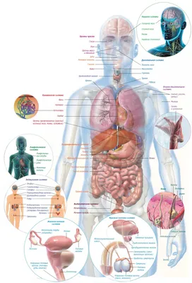 Плакат внутренние части человека – Полимапия