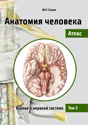 Анатомия человека. Атлас в 3 томах. Том 2. Внутренние органы