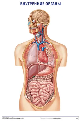 Плакат “Внутренние органы” - ООО "МЕДСИМ"
