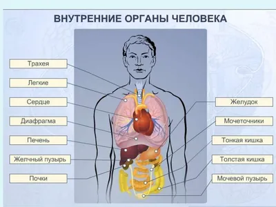 Анатомия человека. Атлас. Том 3. Учение о нервной системе, М. Р. Сапин –  скачать pdf на ЛитРес