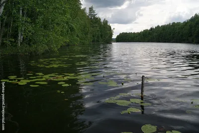 Персонажи | Атомный лес