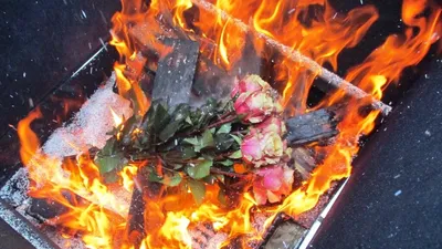 Аутодафе для вредителей: в Петербурге сожгли заражённые розы и ржавые  хризантемы | Телеканал Санкт-Петербург