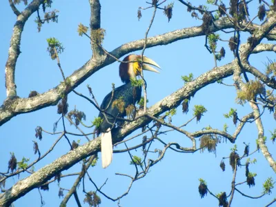 Файл:Lithuania Juodkrante Great Cormorant colony  — Википедия