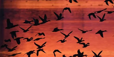 В Новосибирске перелетные птицы гибнут, врезаясь в зеркальные фасады  высоток | Вслух.ru