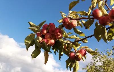 Август, летние картинки