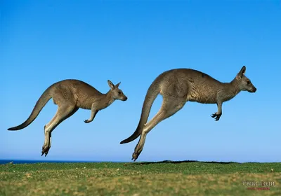Животные Австралии в 2024 году