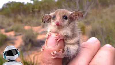 Австралия. 15 самых известных диких животных | Wildlife animals | Дзен