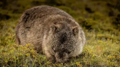 Австралия. 15 самых известных диких животных | Wildlife animals | Дзен