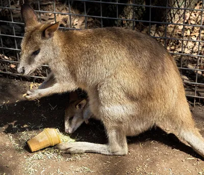 Cub Wombat животные фотография плакат скандинавский холст печать детская  Настенная картина австралийские животные картина Декор детской комнаты |  AliExpress