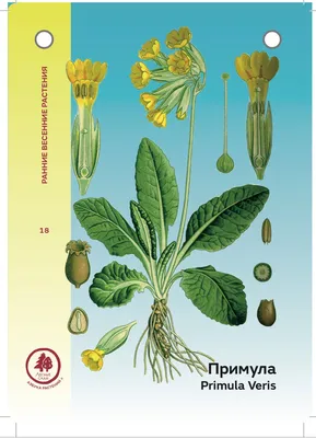 Азбука северных растений (Альтернативная обложка) (с автографом Юлии  Никитиной) – купить по выгодной цене | Интернет-магазин комиксов 