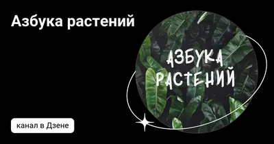 Стикерпак "Азбука северных растений"» за 200 ₽ – купить за 200 ₽ в  интернет-магазине «Книжки с Картинками»