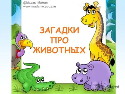 Плакат говорящий Умка Азбука животных Дружинина 43 стиха, 14 загадок, 5  песен купить в детском интернет-магазине ВотОнЯ по выгодной цене.