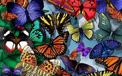 Самые красивые виды бабочек - 82 фото