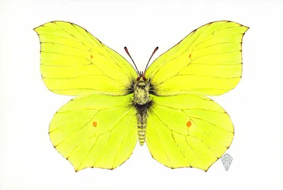 Лимонница (лат. Gonepteryx rhamni)