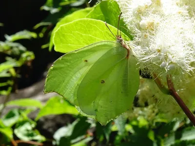 Лимонница – долгожитель среди бабочек - Заповедник «Нургуш»
