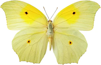 Интересное о яркой бабочке лимонница | Блог о животных | Дзен