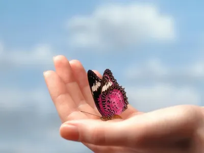 Фото Бабочка в руке
