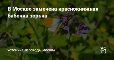 Картинки бабочка зорька окружающий мир (69 фото) » Картинки и статусы про  окружающий мир вокруг