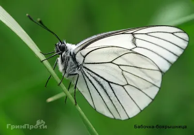 Файл:Anthocharis cardamines  — Википедия