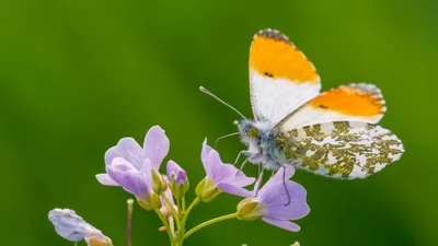 Бабочка. Зорька ( Anthocharis cardamines ) самец - YouTube