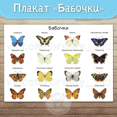 малайзия гебомойя глауциппе Ggrea Orangetip Butterfly, принадлежащая к  семейству Pieridae. белый оранжевый бабочка сидит Стоковое Изображение -  изображение насчитывающей насекомое, среда: 225157399