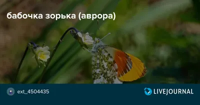 Зорька (Anthocharis cardamines)