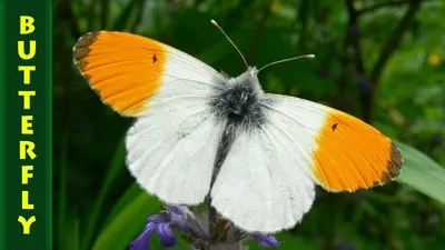 Савасерлин. Смотреть и видеть. Сайт фотоманьяка. Зорька обыкновенная  (Anthocharis cardamines, Linnaeus, 1758)