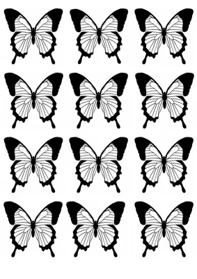Бабочки рисунок черно белый - фото и картинки 