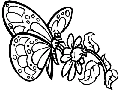 Изображение Бабочки и цветы Черно-белые Живопись Разное