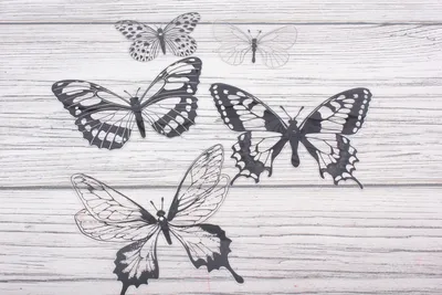 Бабочки черно белые картинки