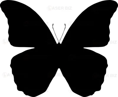 Бабочка Черно-белая, Насекомое, Бабочка со стеклянным крылом, Бабочки с  кистями, Бабочка-монарх, Бабочки и бабочки, Черно-белая, Лист, птица,  Черное и белое, бабочки с кистью png | PNGWing