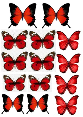 Бабочки раскраска маленькие - 79 фото