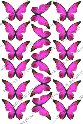 Сиреневые бабочки картинки - 68 фото