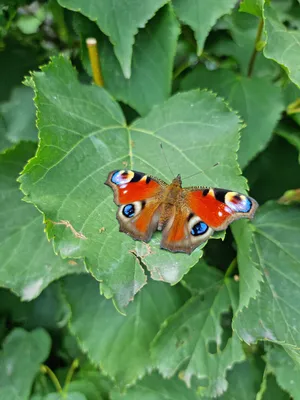 Утро доброе! Бабочка дневной павлиний глаз, акварель. | Бабочки, Акварель,  Павлин