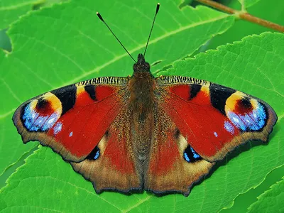 Бабочка павлиний глаз осенью - 61 фото