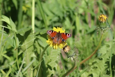 5 интересных фактов о жизни бабочки дневной павлиний глаз | Природа Карелии  | Дзен