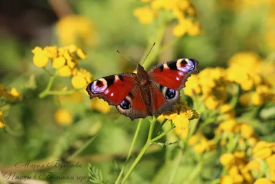 5 интересных фактов о жизни бабочки дневной павлиний глаз: 13vainamoinen —  LiveJournal