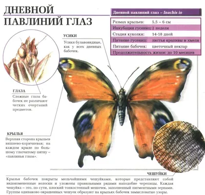 Галерея Макроклуба - В полет - бабочка павлиний глаз / Taking off - Inachis  io butterfly