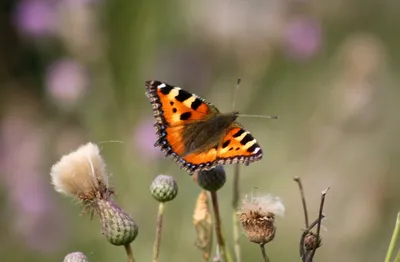 Бабочка, крапивница, мотылек, яйцо, Aglais urticae, крапива, Urtica,  куколка, взрослое насекомое, имаго